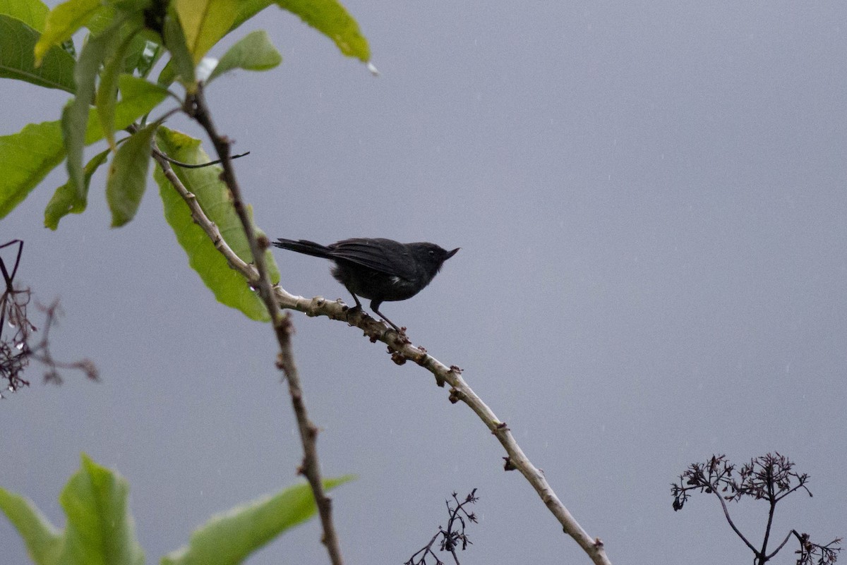 White-sided Flowerpiercer - Tim Liguori