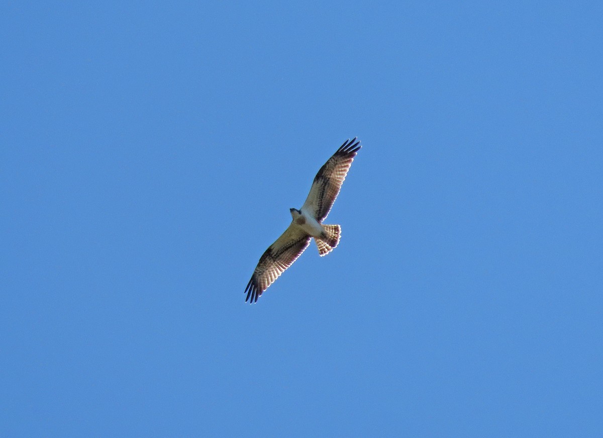 Balbuzard pêcheur - ML509891691