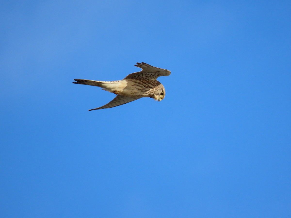 Eurasian Kestrel - Kristina Pedersen