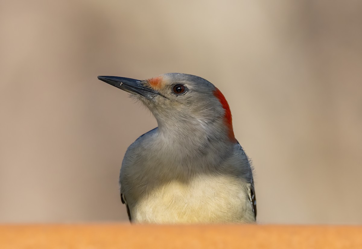 Red-bellied Woodpecker - ML509892041
