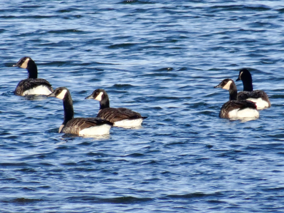 Canada Goose - ML509892051