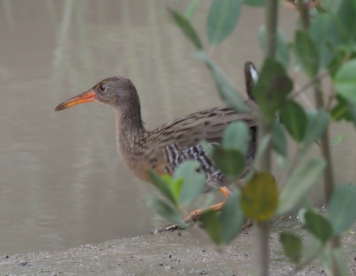 Mangrove Rail - ML509892141