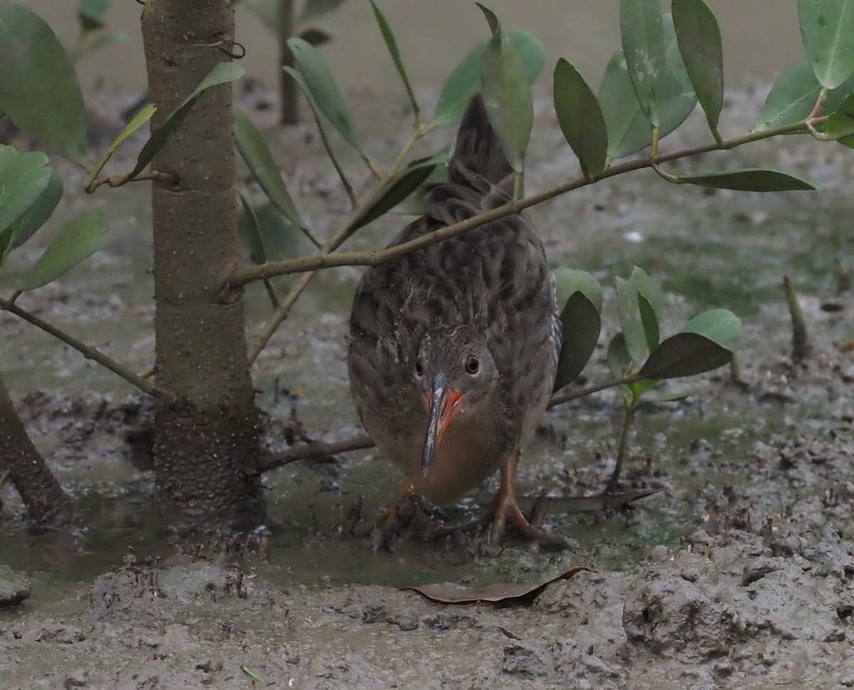 Mangrove Rail - ML509892191