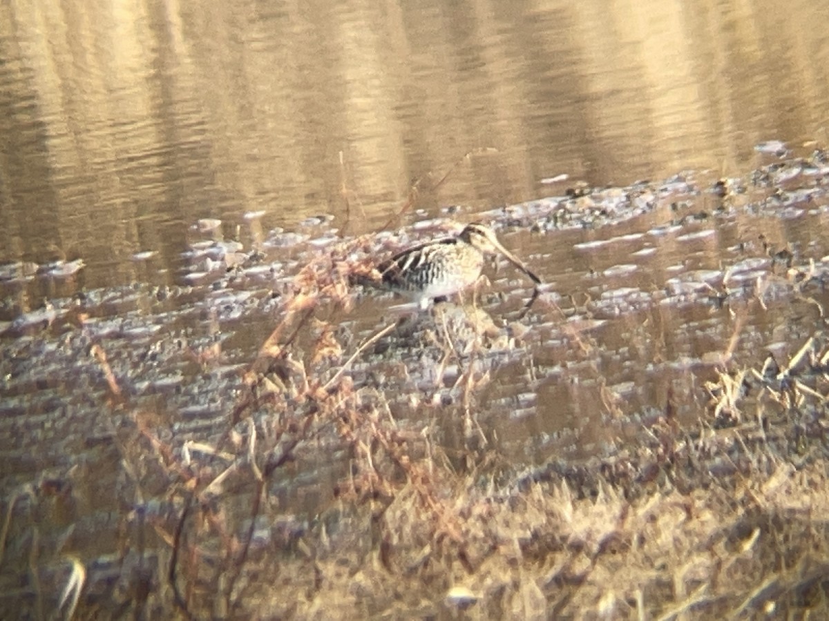 Wilson's Snipe - Christopher Butzgy