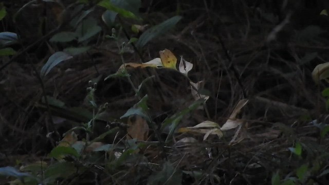 クロオビトウヒチョウ - ML509892781