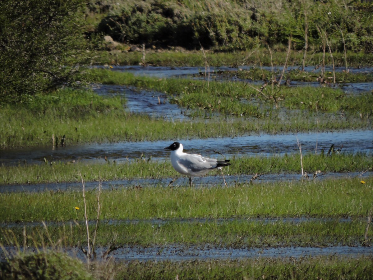 Andean Gull - ML509893091