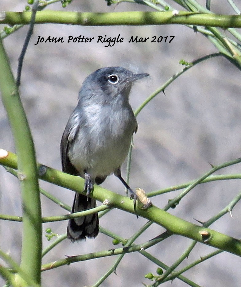 Black-tailed Gnatcatcher - ML50989351