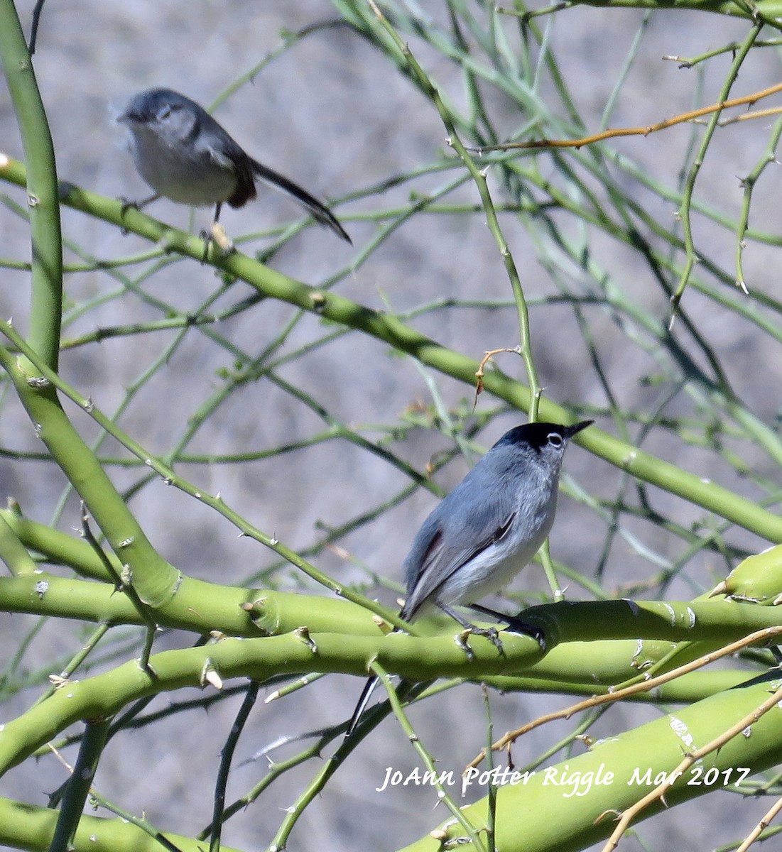 Black-tailed Gnatcatcher - ML50989411