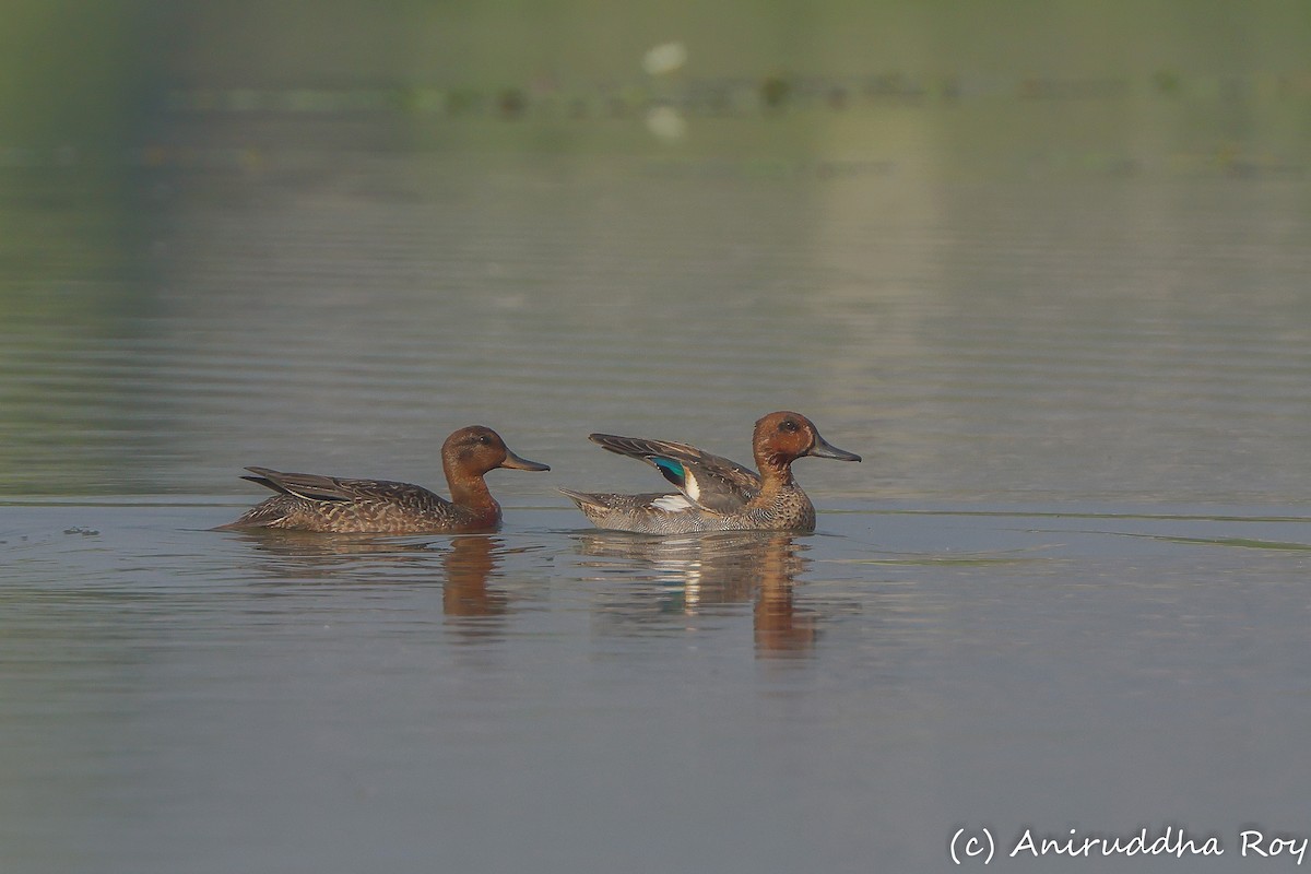 Green-winged Teal - Aniruddha  Roy