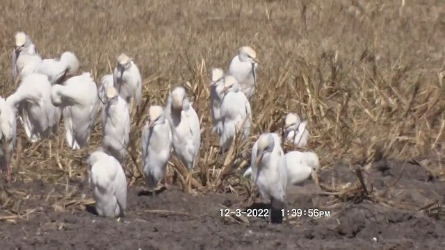 Египетская цапля (ibis) - ML509894261