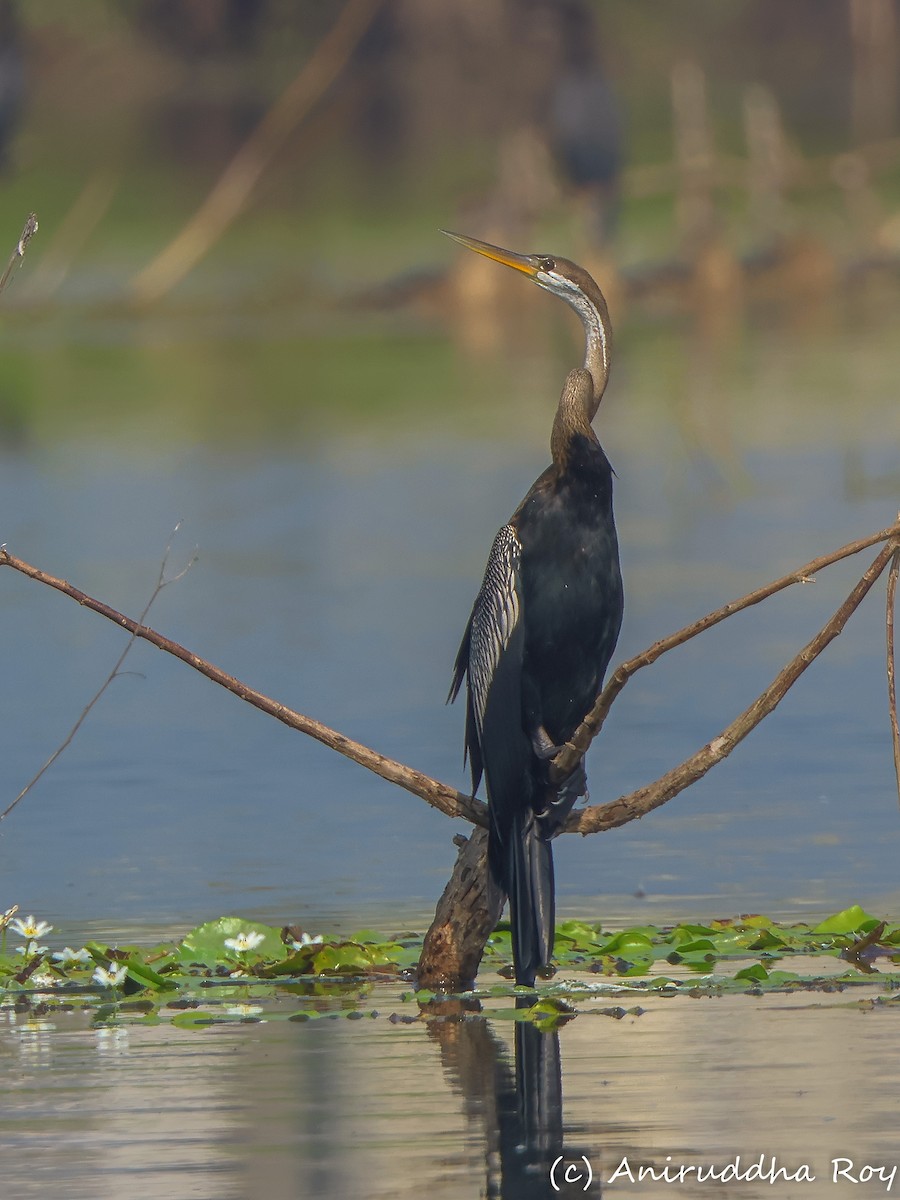 Oriental Darter - Aniruddha  Roy