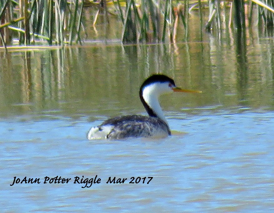 Clark's Grebe - ML50989431