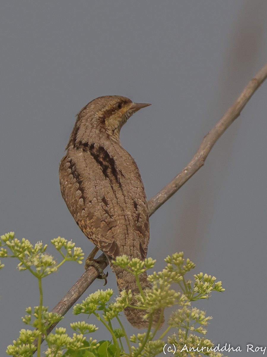 Eurasian Wryneck - Aniruddha  Roy