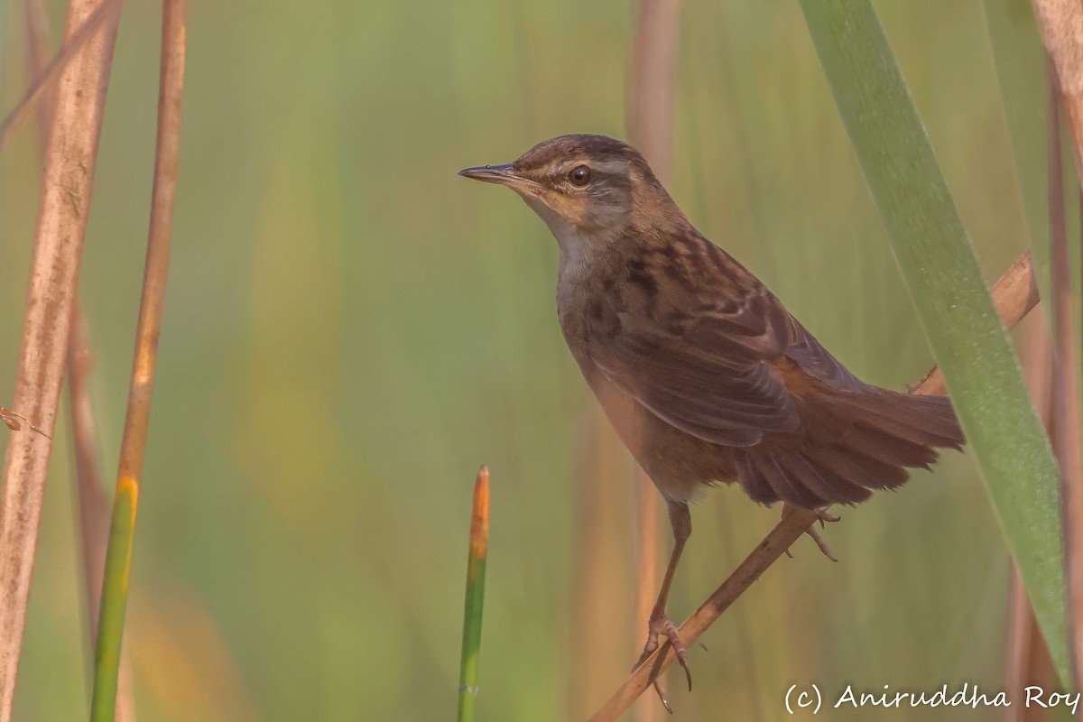 Pallas's Grasshopper Warbler - ML509894601