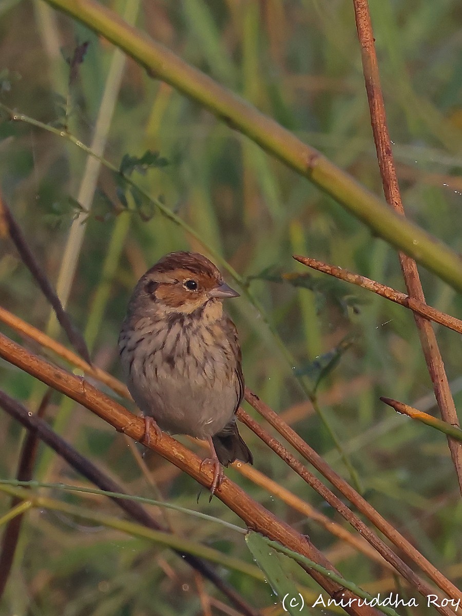 Little Bunting - Aniruddha  Roy