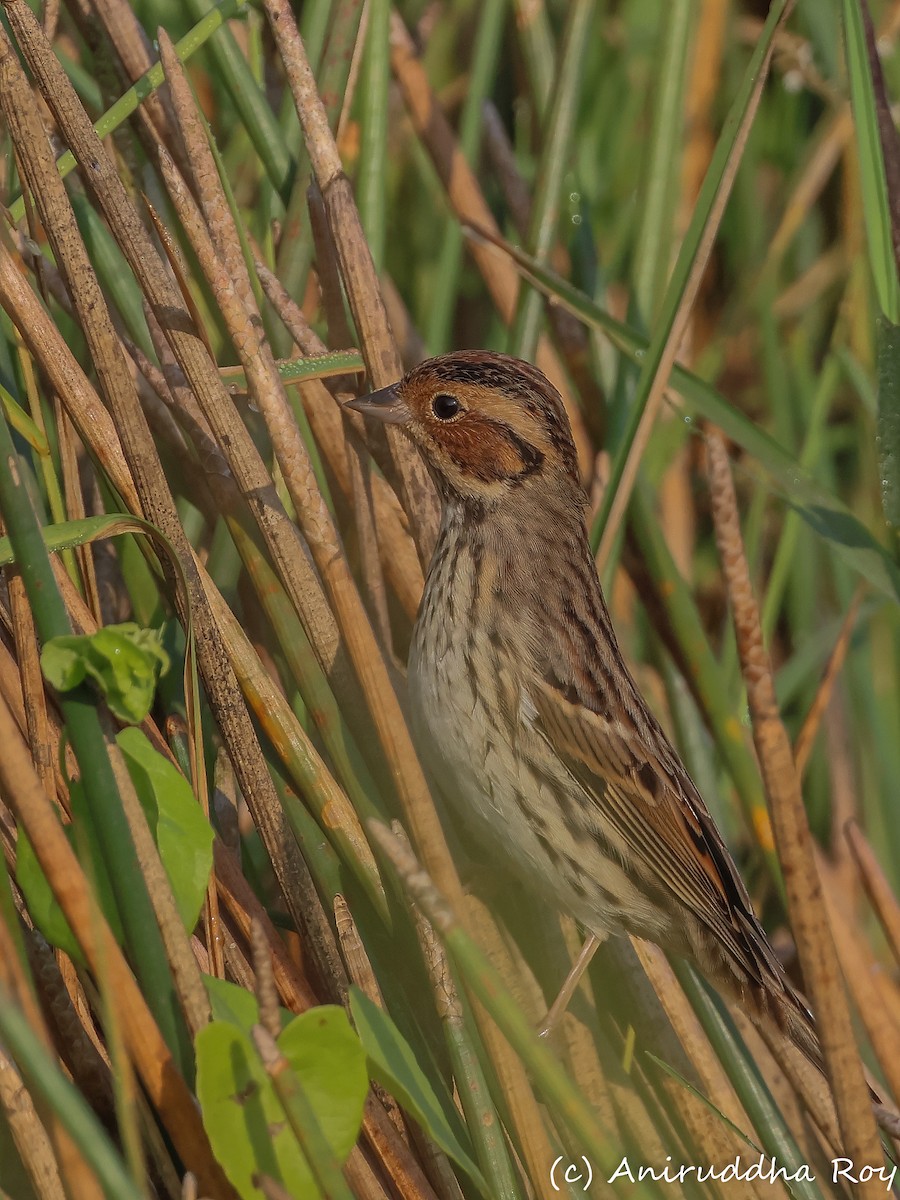 Little Bunting - Aniruddha  Roy