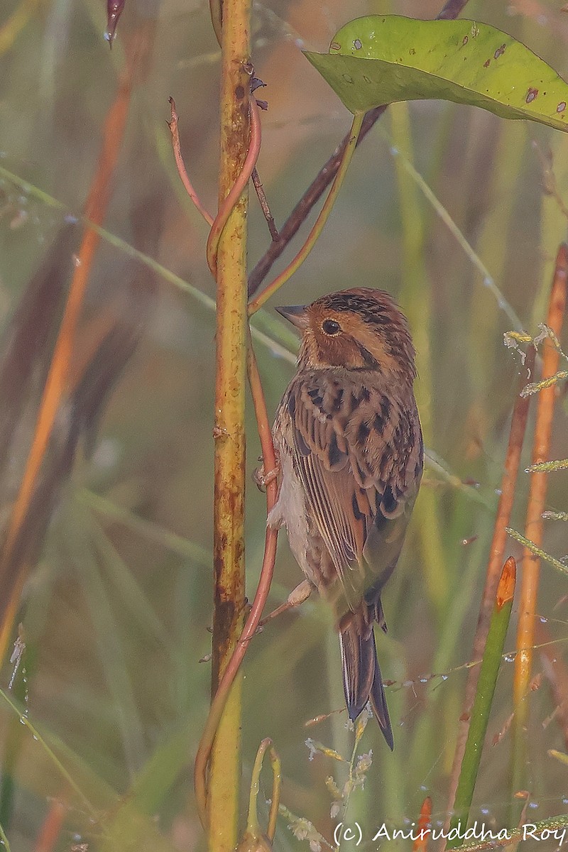 Little Bunting - Aniruddha  Roy