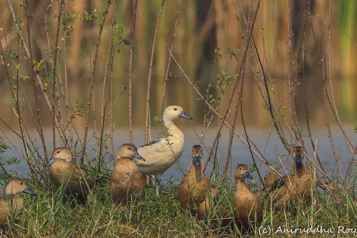 Lesser Whistling-Duck - ML509894931