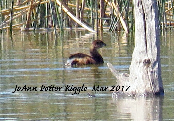 Pied-billed Grebe - ML50989511