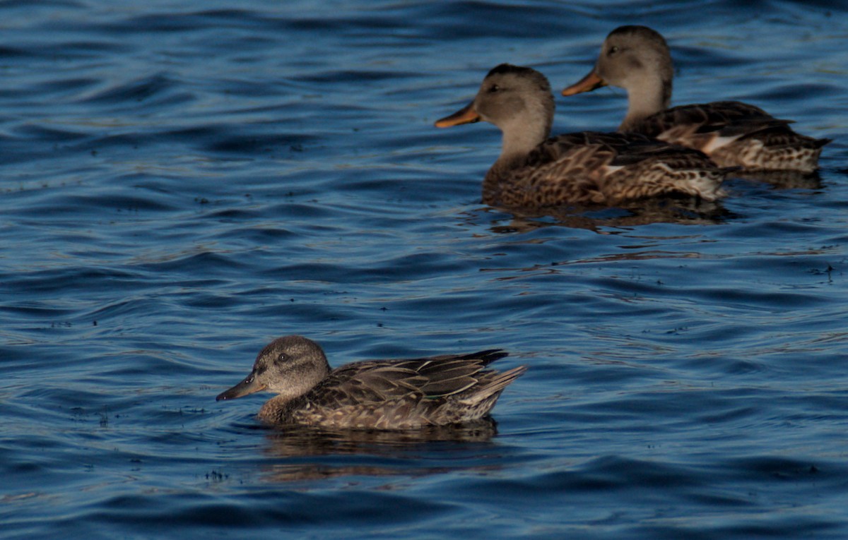 Green-winged Teal - ML509895881