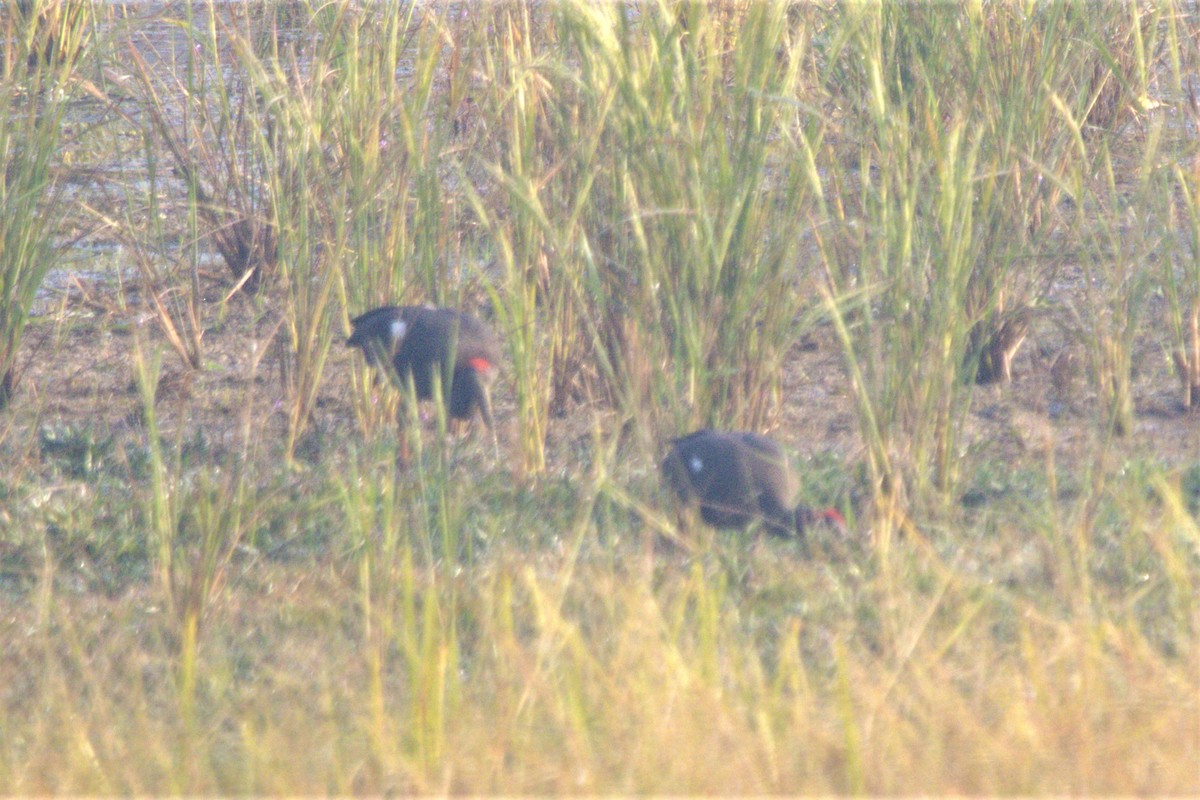 Ibis noir - ML509896531