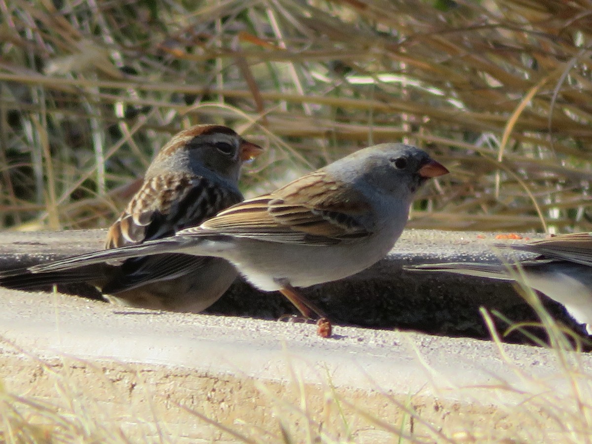 Black-chinned Sparrow - Paul Sellin