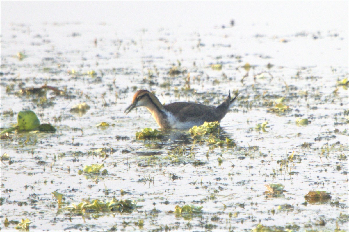 Jacana à longue queue - ML509896671