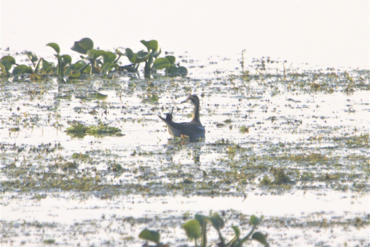 Jacana à longue queue - ML509896681