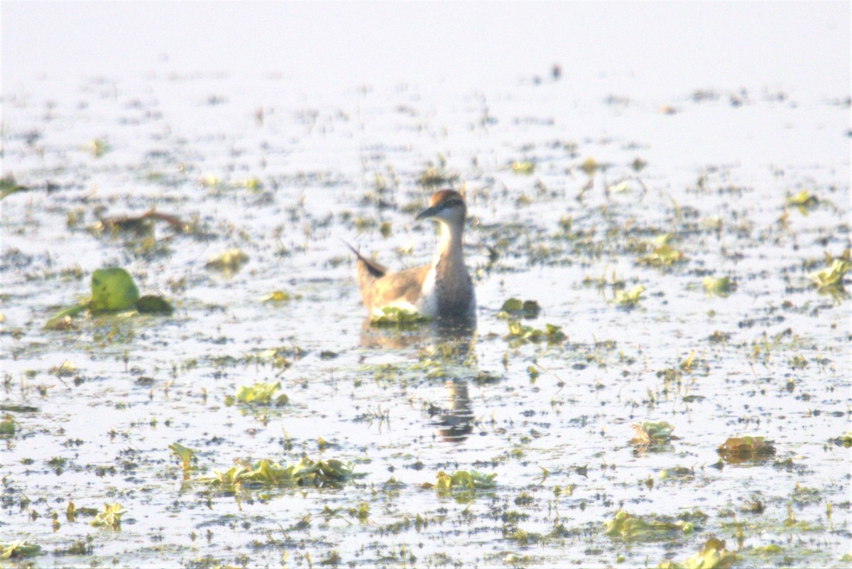 Jacana à longue queue - ML509896691