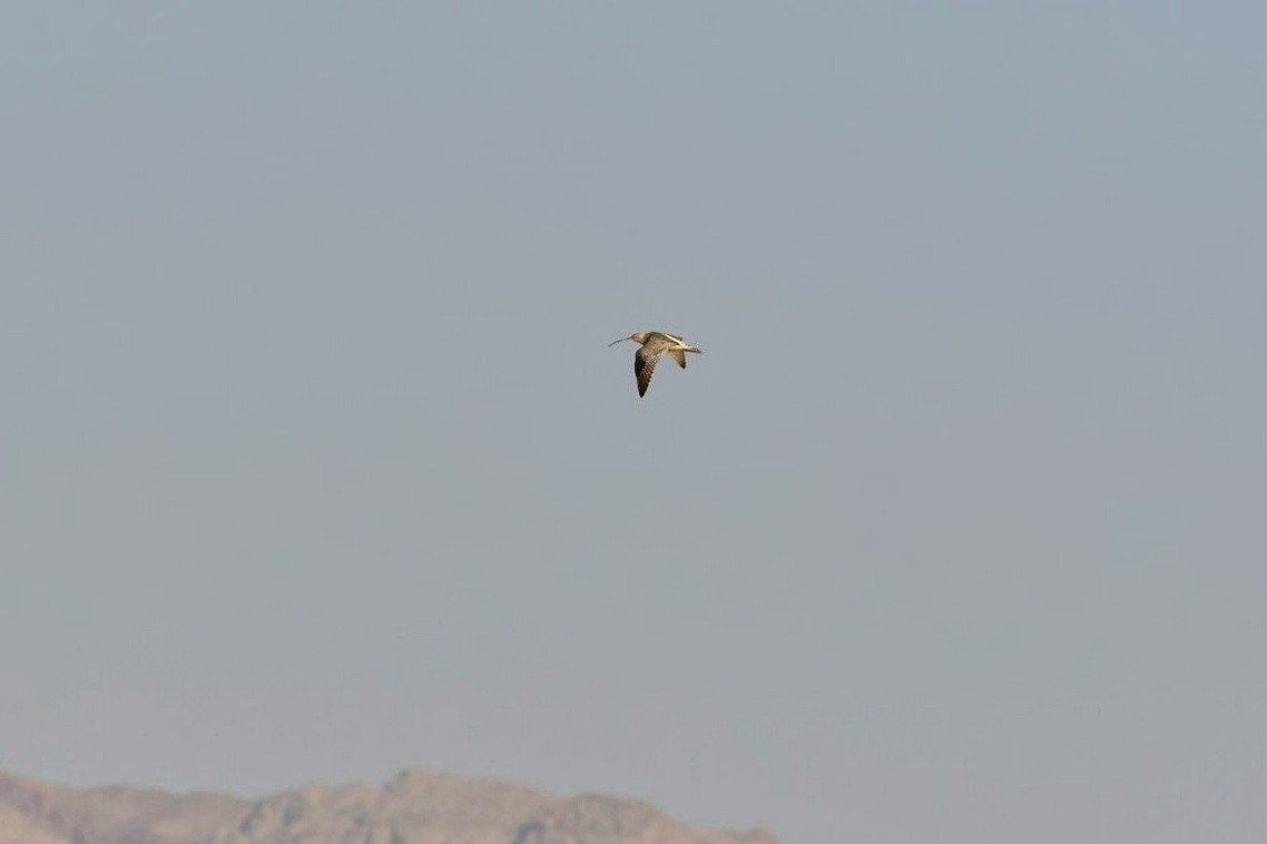 Eurasian Curlew - Netanel B