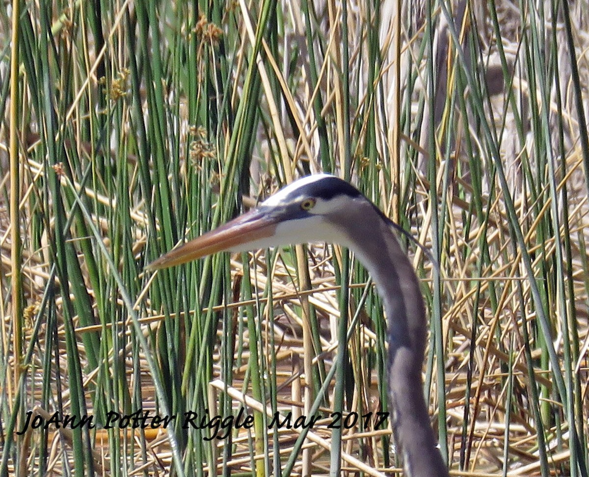 Great Blue Heron - ML50989691