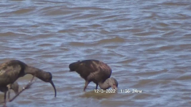 ibis americký - ML509897081