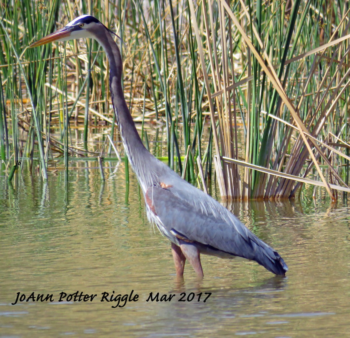 Great Blue Heron - ML50989721