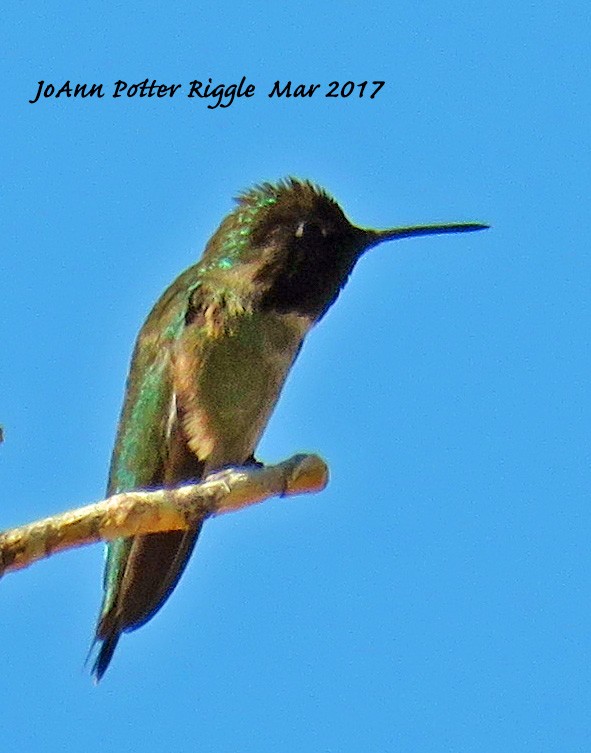 Anna's Hummingbird - ML50989741