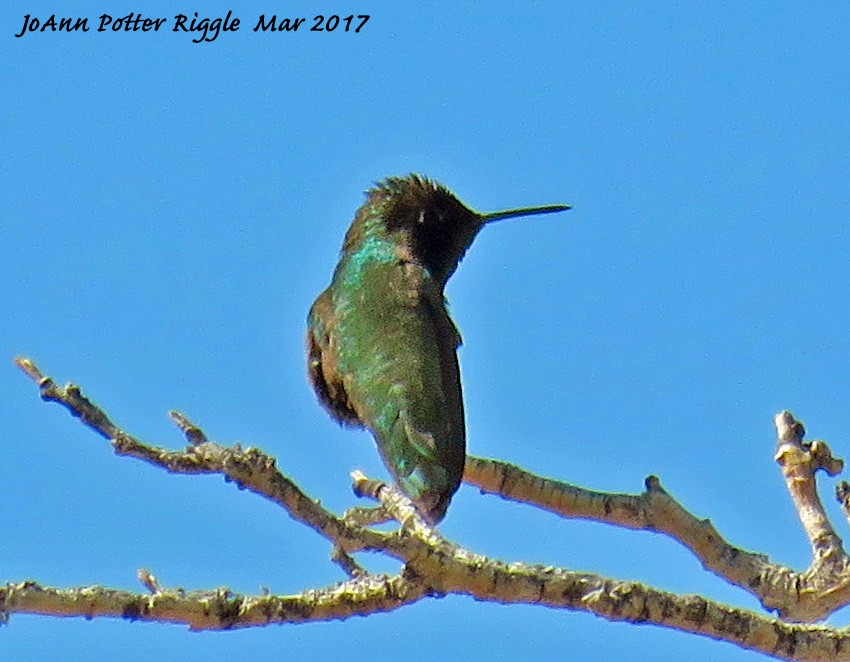 Anna's Hummingbird - ML50989751