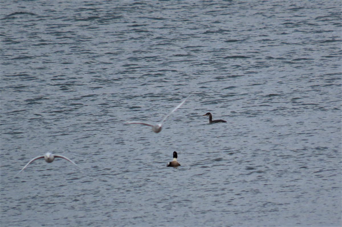 Red-necked Grebe - ML509897571