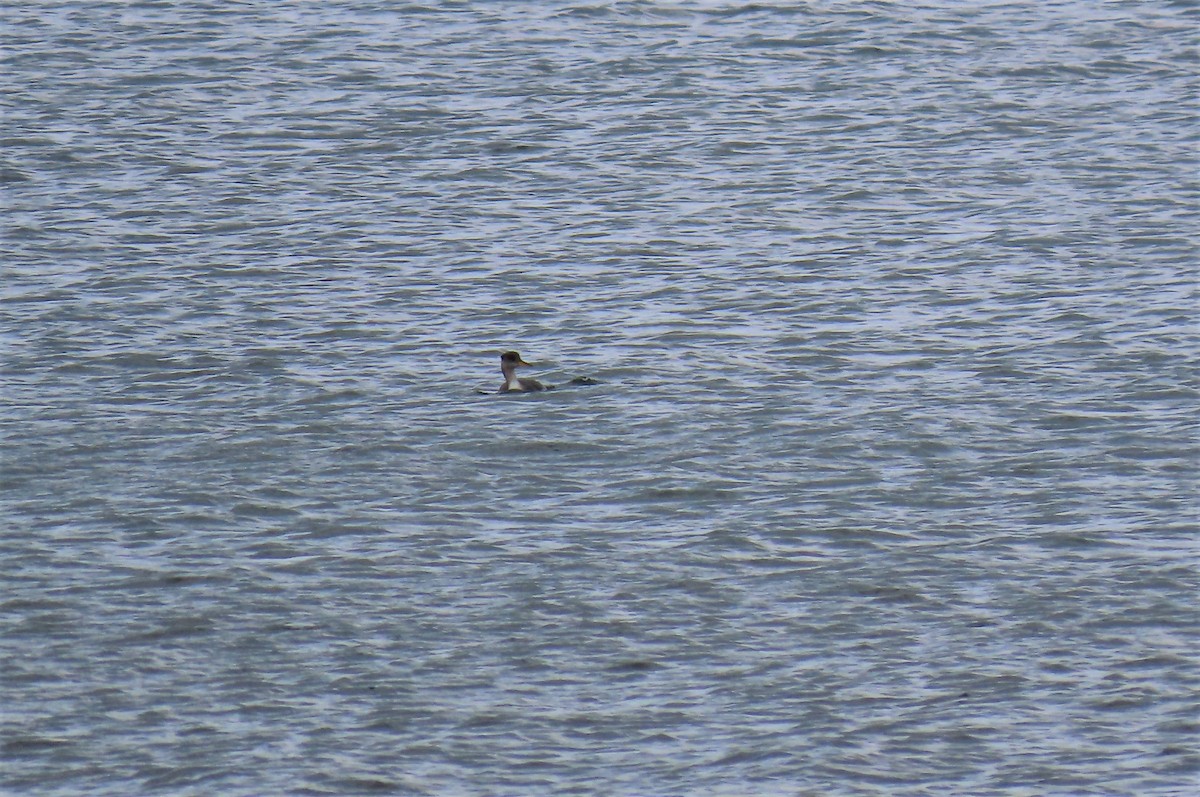 Red-necked Grebe - ML509897581