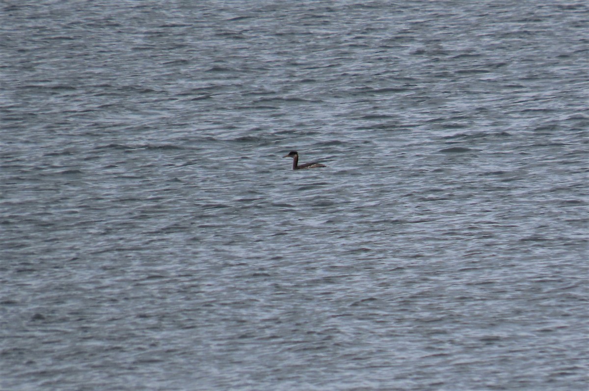 Red-necked Grebe - ML509897591