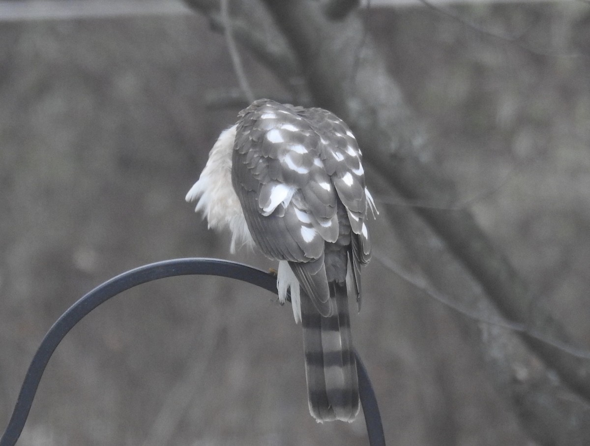 Sharp-shinned Hawk (Northern) - ML509897761