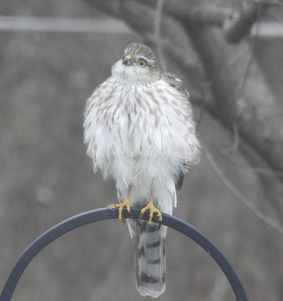 Sharp-shinned Hawk (Northern) - ML509897781