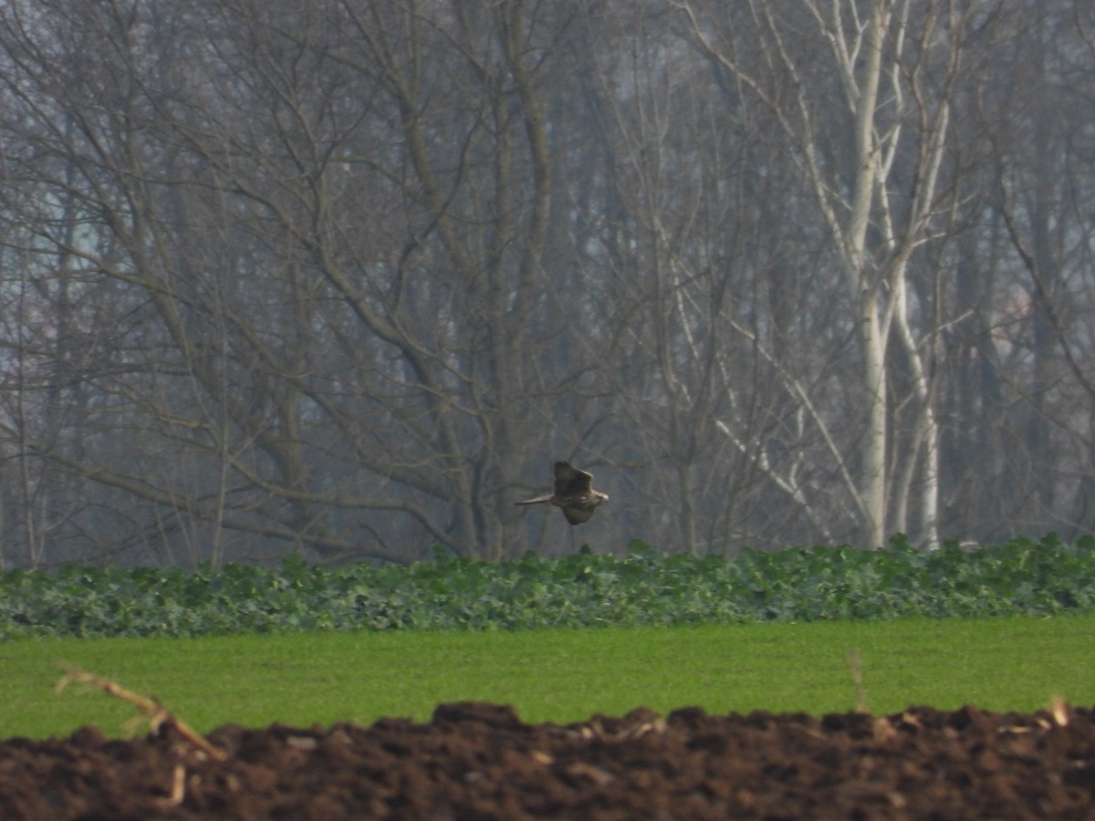 Saker Falcon - ML509897851