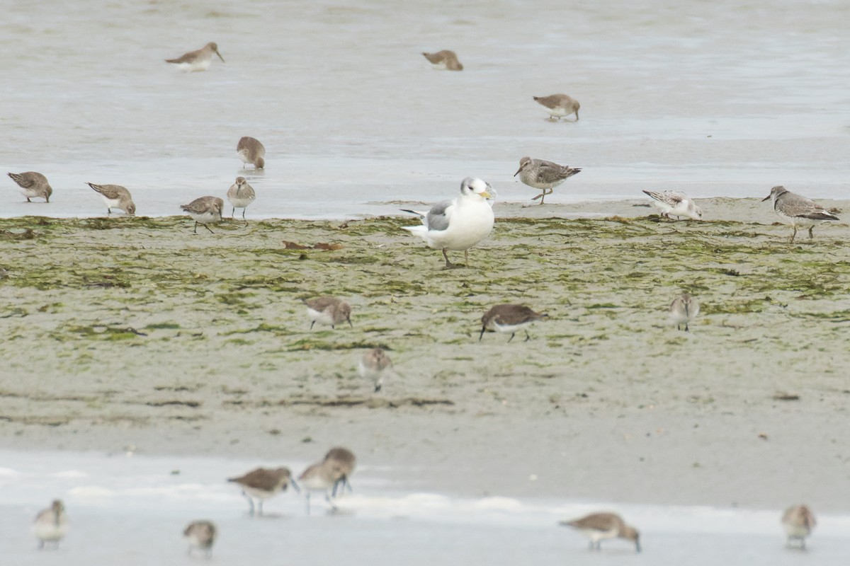 Red Knot - ML509898731