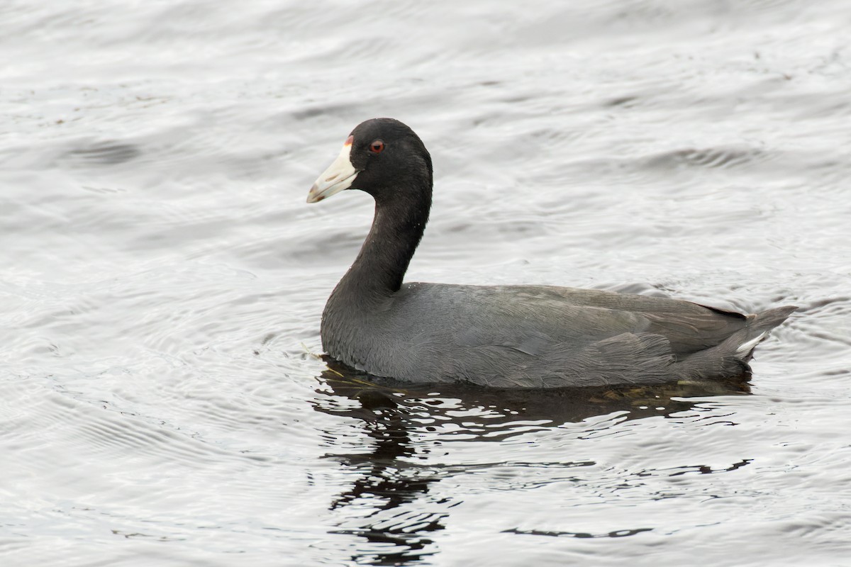 American Coot - ML509898951