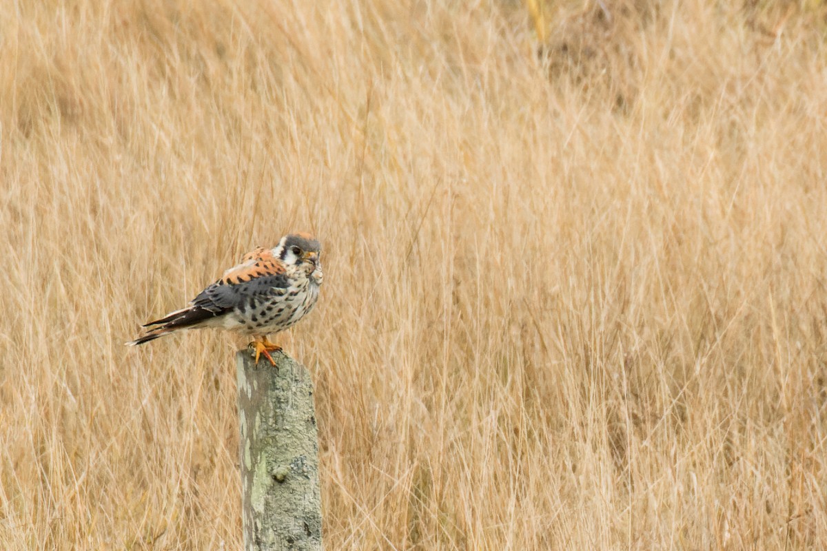 American Kestrel - ML509899141