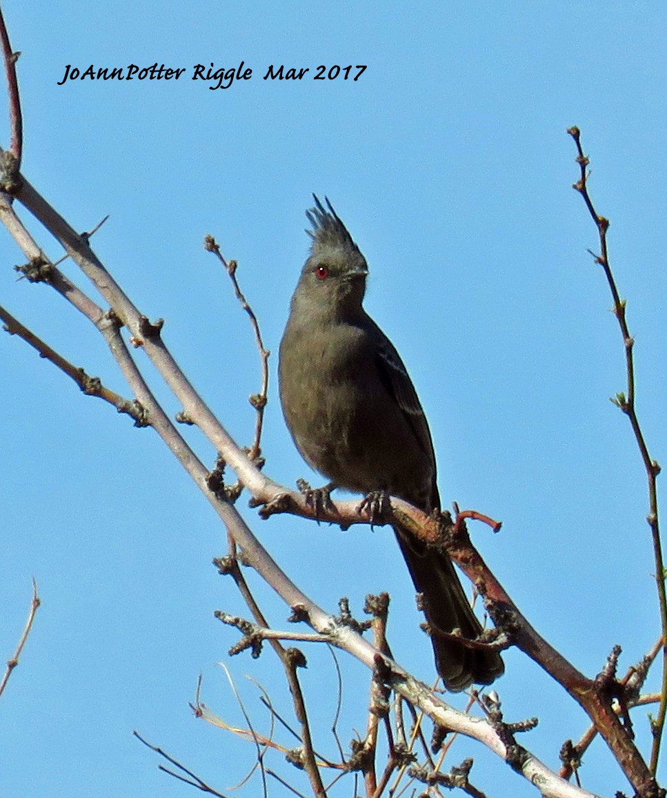 Kara Faynopepla - ML50989931