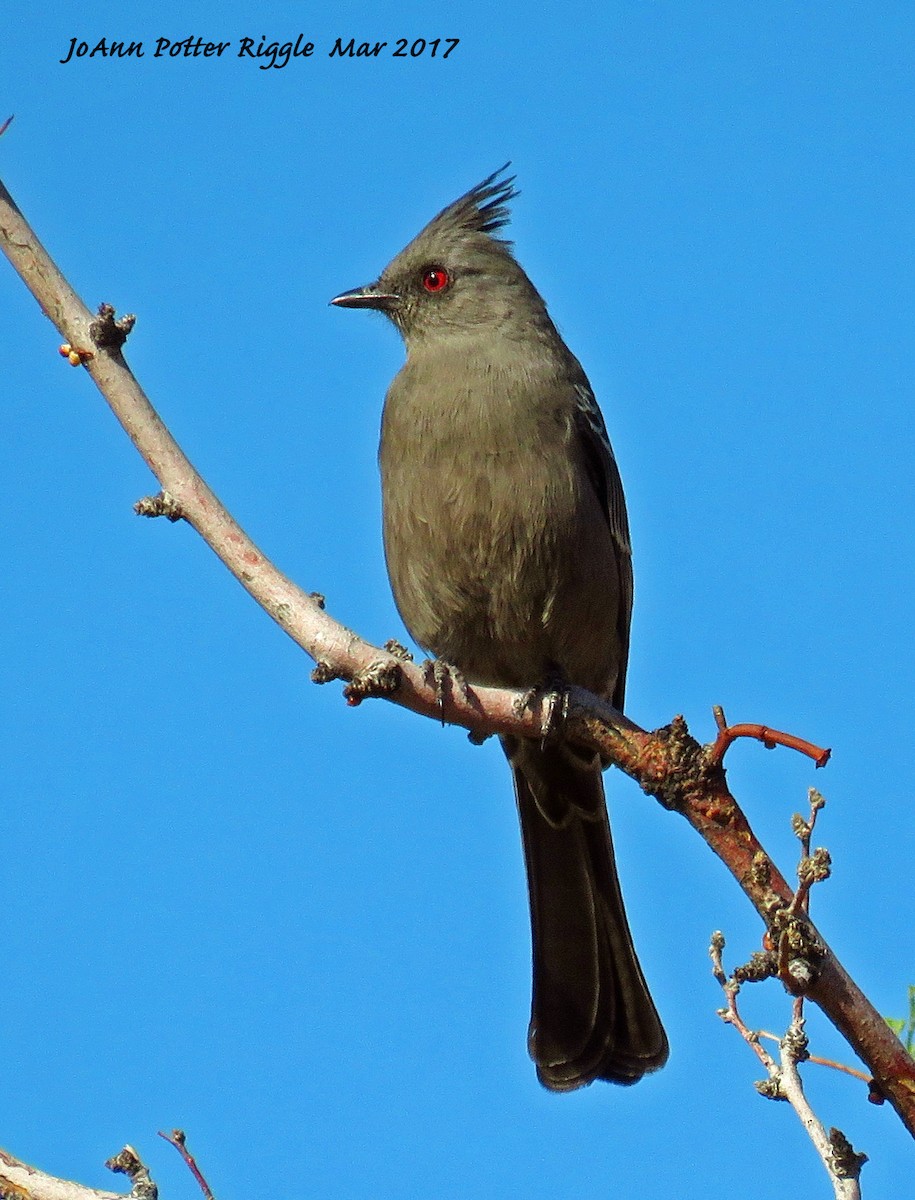 Kara Faynopepla - ML50989941