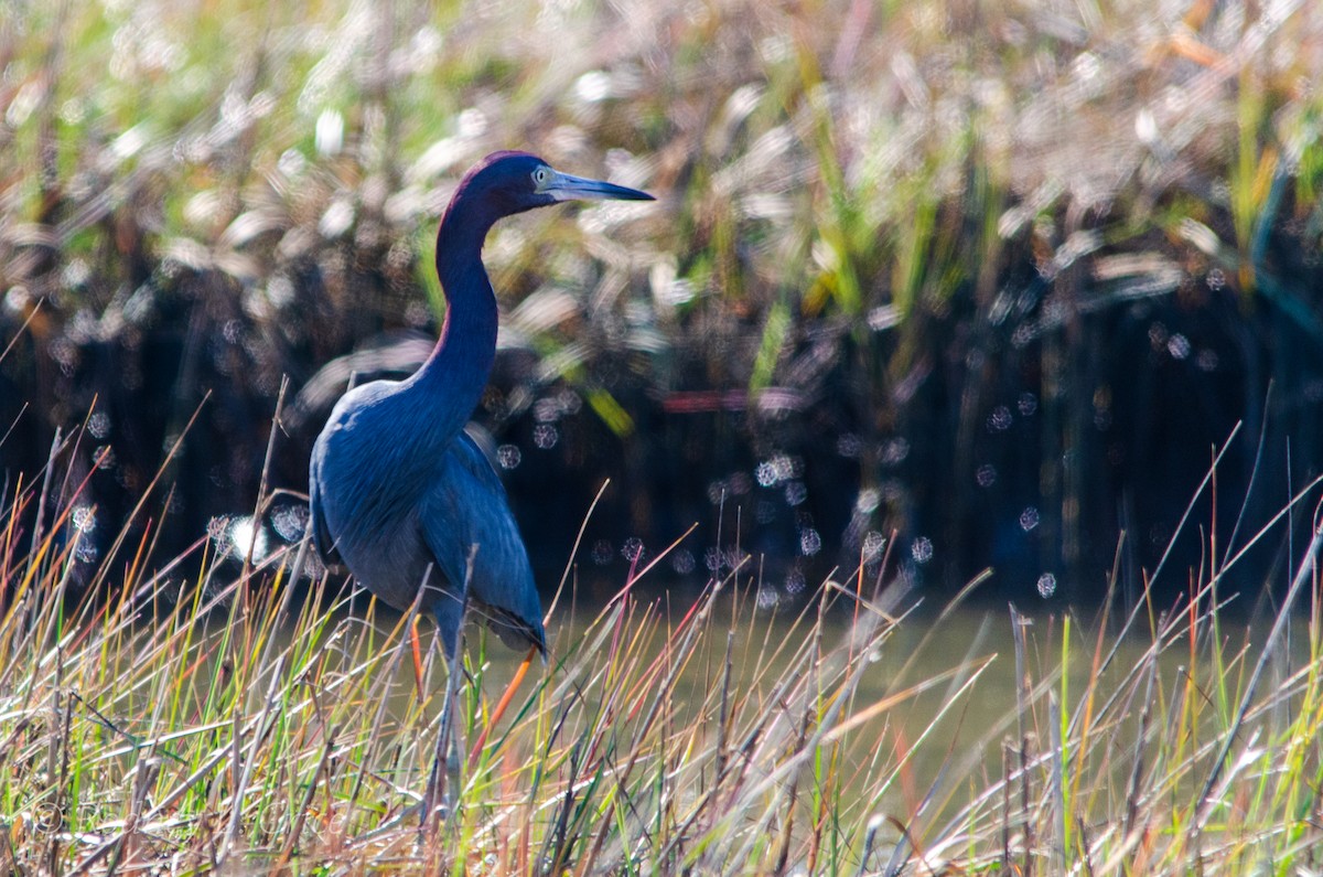 Little Blue Heron - ML509899441