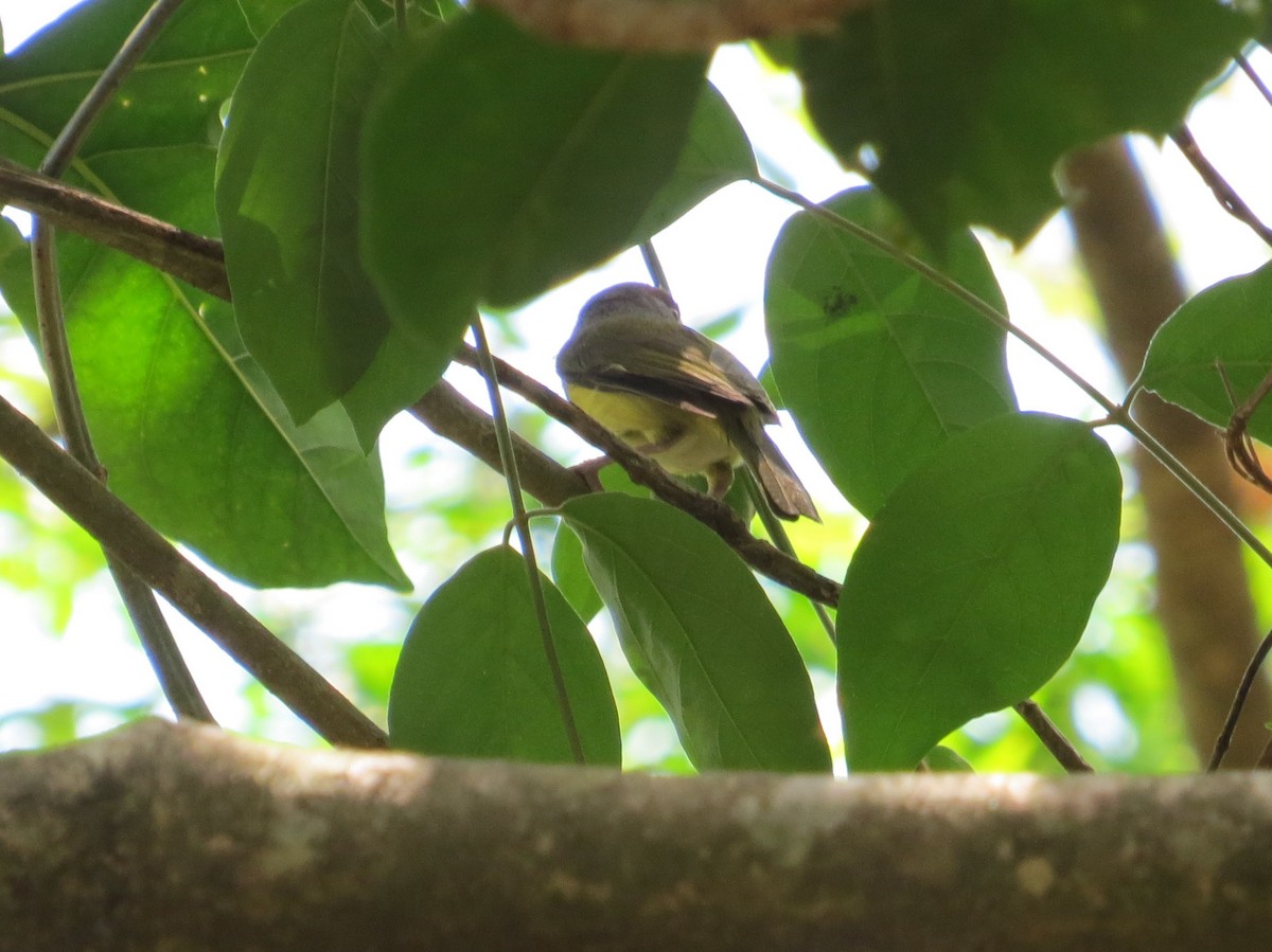 Rufous-browed Peppershrike - ML50989951