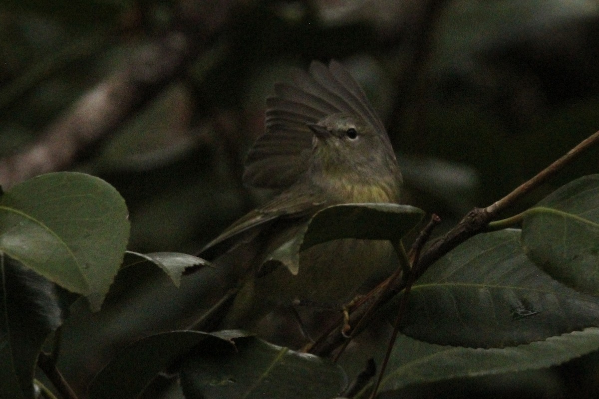 Orange-crowned Warbler - Ty Smith