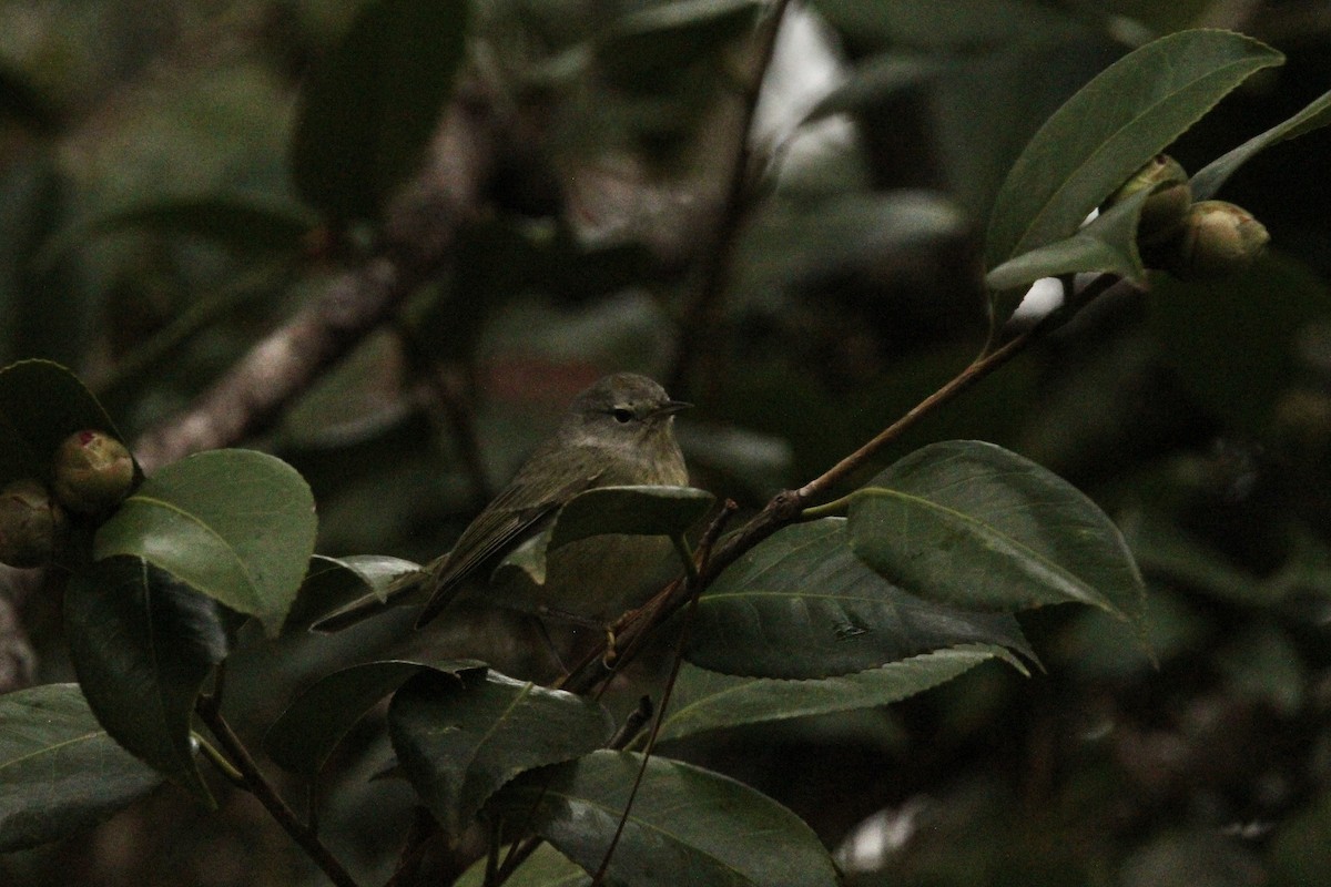 Orange-crowned Warbler - Ty Smith